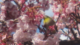 糸川沿いのあたみ桜