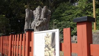 大きな切株がありました