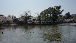 鶴岡八幡宮の大きな池