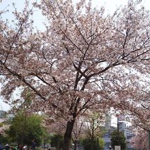 扇町公園 By ここなっつ 扇町公園のクチコミ フォートラベル