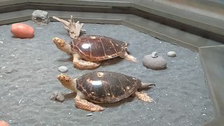 きょんがかわいい