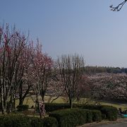 有名な神社は、桜の名所でもあります。