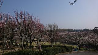 有名な神社は、桜の名所でもあります。