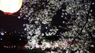 夜桜見物に行きました
