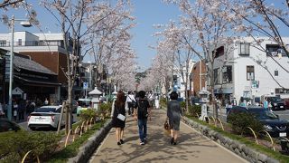 桜が満開でした