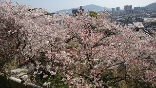 梅の名所で散り際の桜を鑑賞