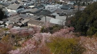 子どもたちとお花見散歩