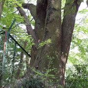 一生に一度は見ておきたい大島桜の鼎木和合桜