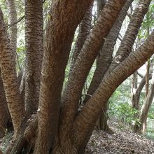 １本の根から８本の幹が伸びた８又の大島桜