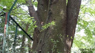 一生に一度は見ておきたい大島桜の鼎木和合桜