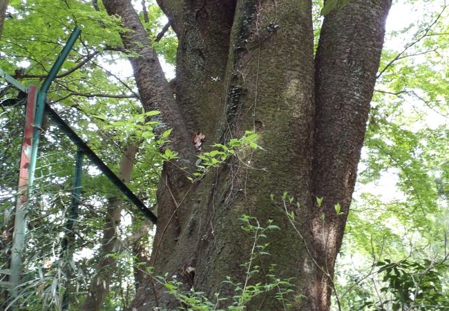 一生に一度は見ておきたい大島桜の鼎木和合桜