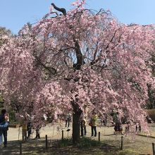 深大寺 桜（神代植物公園）