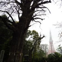 イチョウの木と東京タワー