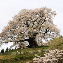 満開の醍醐桜