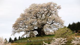 ４月４日、現在満開ですが夕方の強風と雨で花びらが散り始めていました。