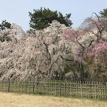 一番通路側のしだれ桜群