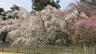 しだれ桜