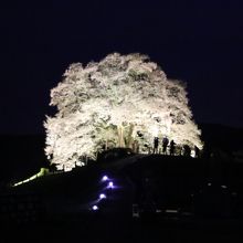 夕闇に浮かぶ醍醐桜