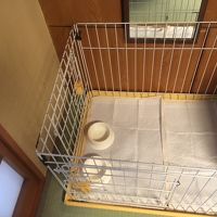 ケージで愛犬はお気に入りの毛布と一緒にぐっすり寝てました