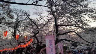 夜桜も美しい