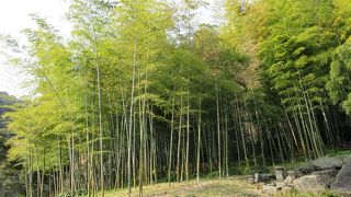 中国の江南地方の竹林のような、仙人が出てきそうな雰囲気で見ごたえ十分でした。