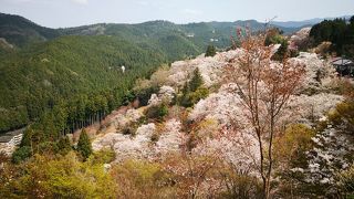 吉野山は桜がとっても綺麗でしたよ