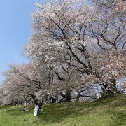 満開のソメイヨシノ最高です