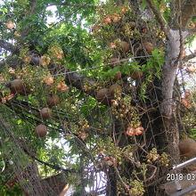 名前は忘れた木の実