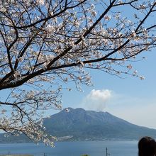 さくらと桜島