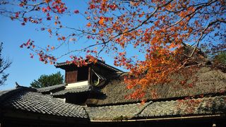 紅葉と青もみじ