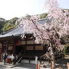 本堂と桜