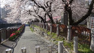 町の中心部の公園は桜がきれいだった。