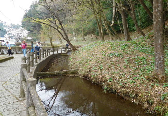 毎年、かたくりの花が増えているようです。