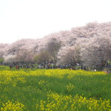 桜まつり時期の権現堂桜堤 桜と菜の花のコラボ