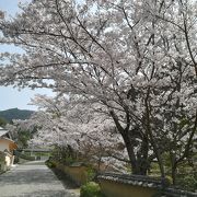 桜が綺麗でした