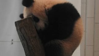 今はシャンシャン(笑)