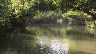 水上の緑のトンネル