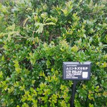 固有種の植物があちこちに