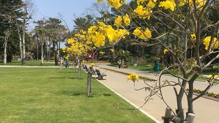 初めて見る花イペー