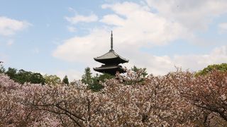遅咲きの桜楽しめました