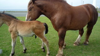観ていてほっこり