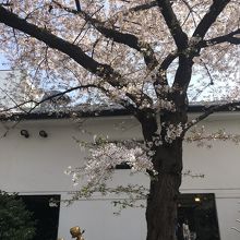 カッパと桜