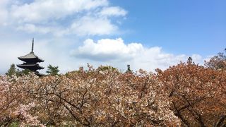 風情ある桜です