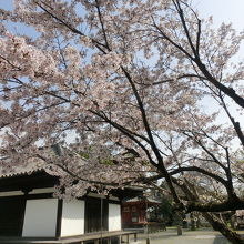 新薬師堂前の桜が満開でした