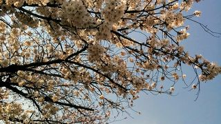 向日市内の「桜スポット」の一つになっています