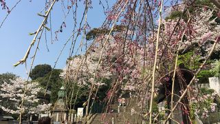 梅園もいいですが、桜も綺麗です。