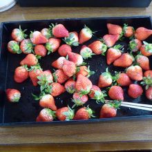 イチゴ食べ放題のバスツアー
