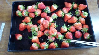 イチゴ食べ放題のツアーに参加で立ち寄る