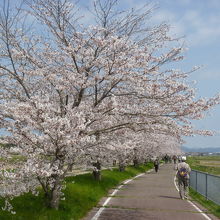 万願寺川沿いに咲く桜