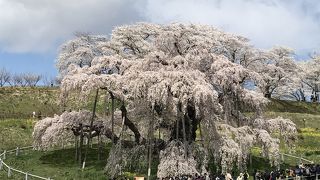 日本三大桜は、今が見頃